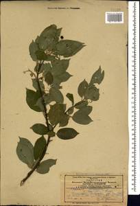 Жестер слабительный, Крушина слабительная L., Кавказ, Азербайджан (K6) (Азербайджан)