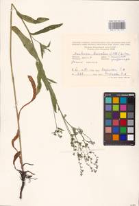 Cynoglottis barrelieri subsp. barrelieri, Восточная Европа, Молдавия (E13a) (Молдавия)