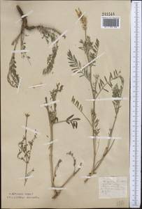 Астрагал эспарцетный L., Средняя Азия и Казахстан, Северный и Центральный Казахстан (M10) (Казахстан)