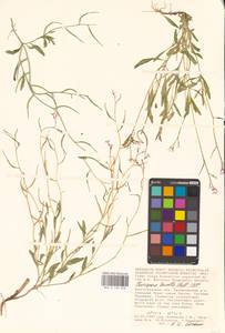 Хориспора нежная, Хориспора тоненькая (Pall.) DC., Восточная Европа, Нижневолжский район (E9) (Россия)