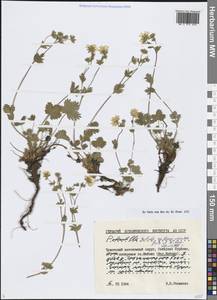 Лапчатка холодная, Сибирь, Чукотка и Камчатка (S7) (Россия)