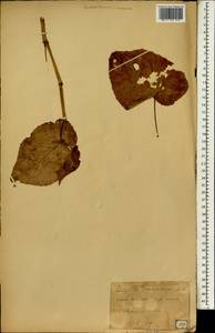 Begonia grandis subsp. grandis, Зарубежная Азия (ASIA) (Япония)