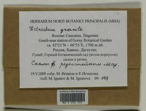 Flexitrichum gracile (Mitt.) Ignatov & Fedosov, Гербарий мохообразных, Мхи - Северный Кавказ и Предкавказье (B12) (Россия)