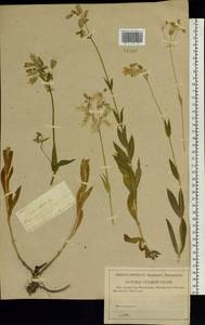 Смолевка обыкновенная, Хлопушка (Moench) Garcke, Восточная Европа, Средневолжский район (E8) (Россия)