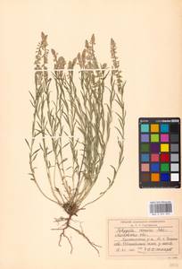 Истод хохлатый Schkuhr, Восточная Европа, Московская область и Москва (E4a) (Россия)