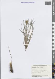 Pseudopodospermum molle (M.Bieb.) Kuth., Крым (KRYM) (Россия)