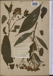 Verbesina alternifolia (L.) Britton ex Kearney, Америка (AMER) (Неизвестно)