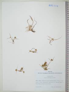 KHA2388, Сыть Микели, Дихостилис Микели (L.) Delile, Сибирь, Дальний Восток (S6) (Россия)