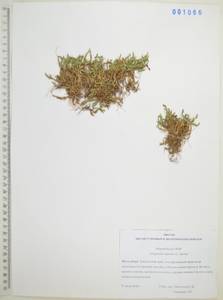 Плаунок наскальный (L.) Spring, Сибирь, Дальний Восток (S6) (Россия)