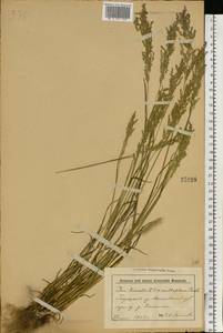 Мятлик обыкновенный L., Восточная Европа, Белоруссия (E3a) (Белоруссия)