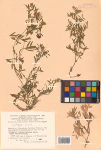 Lathyrus palustris subsp. palustris, Сибирь, Чукотка и Камчатка (S7) (Россия)