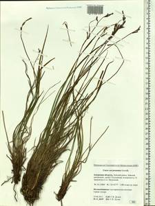 Осока траурная (Holm) T.V.Egorova, Сибирь, Дальний Восток (S6) (Россия)