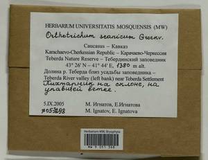 Orthotrichum scanicum Grönvall, Гербарий мохообразных, Мхи - Северный Кавказ и Предкавказье (B12) (Россия)