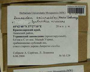 Leucodon sciuroides (Hedw.) Schwägr., Гербарий мохообразных, Мхи - Северный Кавказ и Предкавказье (B12) (Россия)