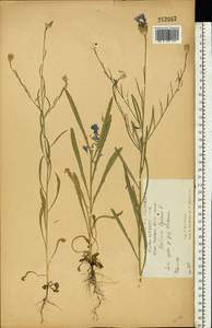 Василек синий L., Восточная Европа, Центральный лесостепной район (E6) (Россия)