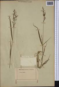 Agrostis agrostiflora (Beck) Janch. & H.Neumayer, Западная Европа (EUR) (Неизвестно)
