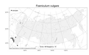 Foeniculum vulgare, Anethum foeniculum L., Атлас флоры России (FLORUS) (Россия)