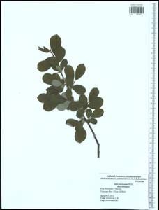 Ива Штарке, Ива приземистая Willd., Восточная Европа, Центральный район (E4) (Россия)