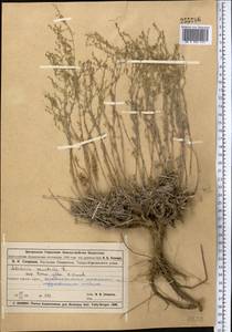 Полынь белоземельная Krasch., Средняя Азия и Казахстан, Муюнкумы, Прибалхашье и Бетпак-Дала (M9) (Казахстан)