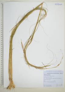 Чий пекинский (Hance) Ohwi, Сибирь, Дальний Восток (S6) (Россия)