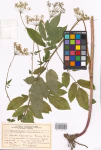 Бутень ароматный L., Восточная Европа, Московская область и Москва (E4a) (Россия)