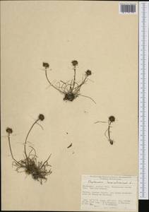 Phyteuma hemisphaericum L., Западная Европа (EUR) (Швейцария)