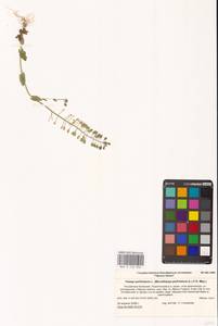 Яруточка пронзеннолистная (L.) F.K.Mey., Восточная Европа, Нижневолжский район (E9) (Россия)