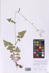 Мицелис стенной (L.) Dumort., Восточная Европа, Московская область и Москва (E4a) (Россия)