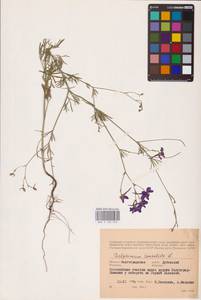 Delphinium consolida subsp. consolida, Восточная Европа, Нижневолжский район (E9) (Россия)