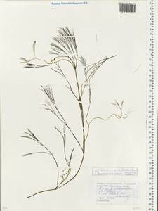 Ranunculus penicillatus subsp. pseudofluitans (Newbould ex Syme) S. D. Webster, Восточная Европа, Белоруссия (E3a) (Белоруссия)