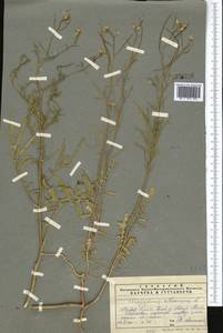 Гулявник высокий L., Средняя Азия и Казахстан, Муюнкумы, Прибалхашье и Бетпак-Дала (M9) (Казахстан)