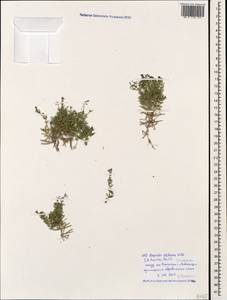Hexaphylla cretacea (Willd.) P.Caputo & Del Guacchio, Кавказ, Черноморское побережье (от Новороссийска до Адлера) (K3) (Россия)