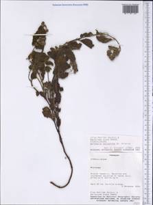 Waltheria communis A. St.-Hil., Америка (AMER) (Парагвай)