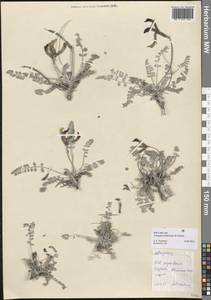 Astragalus jolderensis B.Fedtsch., Средняя Азия и Казахстан, Копетдаг, Бадхыз, Малый и Большой Балхан (M1) (Туркмения)