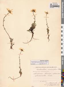Chrysanthemum zawadzkii subsp. peleiolepis (Trautv.) Zuev, Сибирь, Чукотка и Камчатка (S7) (Россия)