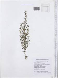 Chaenorhinum minus subsp. minus, Западная Европа (EUR) (Германия)