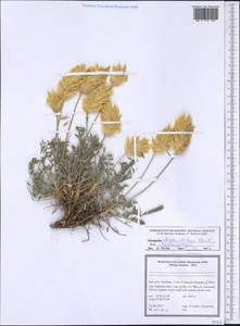 Astragalus chrysostachys Boiss., Зарубежная Азия (ASIA) (Иран)