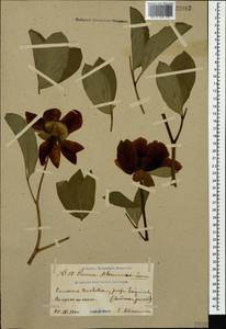 Paeonia daurica subsp. tomentosa (Lomakin) D.Y.Hong, Кавказ, Грузия (K4) (Грузия)