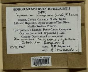 Pogonatum urnigerum (Hedw.) P. Beauv., Гербарий мохообразных, Мхи - Северный Кавказ и Предкавказье (B12) (Россия)
