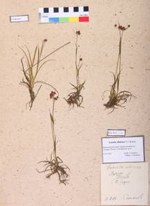 Luzula multiflora subsp. sibirica V. I. Krecz., Сибирь, Алтай и Саяны (S2) (Россия)