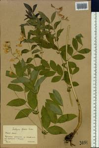 Чина Гмелина (Fisch. ex Ser.) Fritsch, Сибирь, Западный (Казахстанский) Алтай (S2a) (Казахстан)