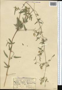 Ломонос восточный L., Средняя Азия и Казахстан, Западный Тянь-Шань и Каратау (M3) (Киргизия)