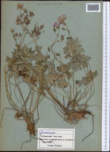 Герань, Средняя Азия и Казахстан, Северный и Центральный Тянь-Шань (M4) (Киргизия)