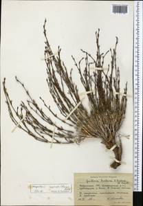 Plocama inopinata (Lincz.) M.Backlund & Thulin, Средняя Азия и Казахстан, Памир и Памиро-Алай (M2) (Таджикистан)