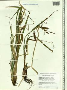 Carex utriculata Boott, Сибирь, Дальний Восток (S6) (Россия)