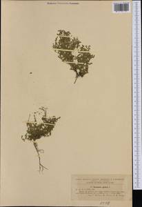 Грыжник голый L., Западная Европа (EUR) (Румыния)