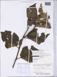 Helicteres lhotzkyana (Schott & Endl.) K. Schum., Америка (AMER) (Парагвай)