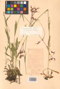 Горицвет кукушкин, кукушкин цвет (L.) Greuter & Burdet, Сибирь, Дальний Восток (S6) (Россия)
