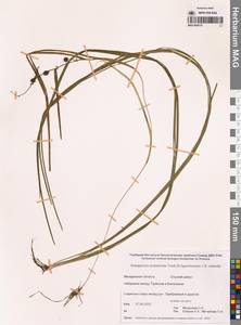 Sparganium × probatovae Tzvelev, Сибирь, Чукотка и Камчатка (S7) (Россия)