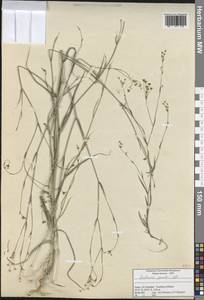 Bupleurum gerardi All., Зарубежная Азия (ASIA) (Турция)